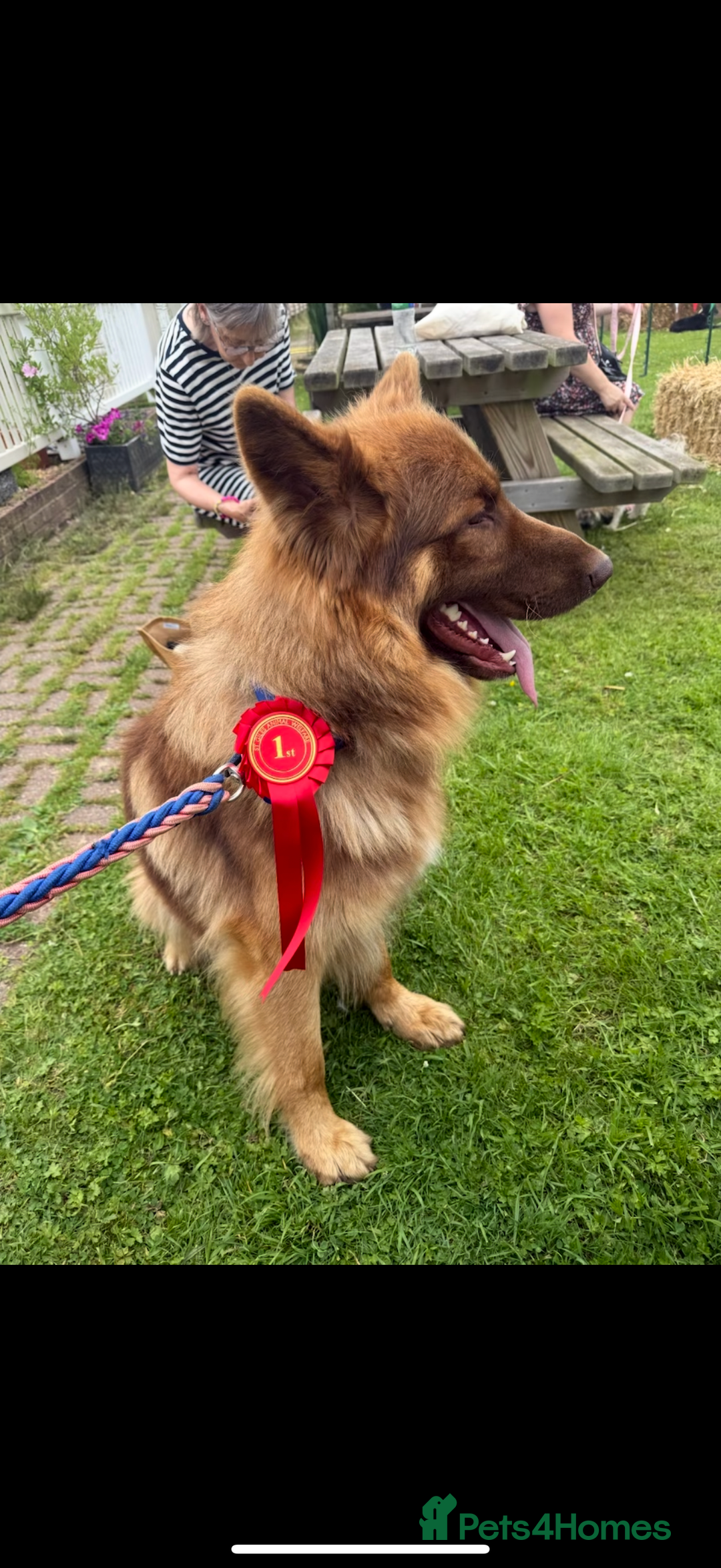 German Shepherd dogs for sale: German shepherd puppies - Advert 23