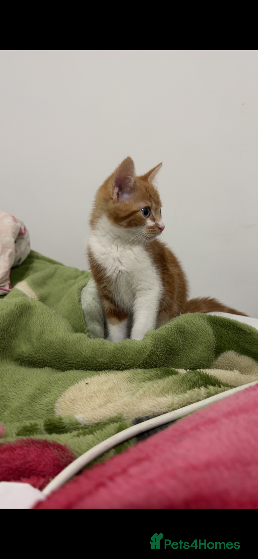 Mixed Breed cats for sale: White and ginger male kitten  - Image 1