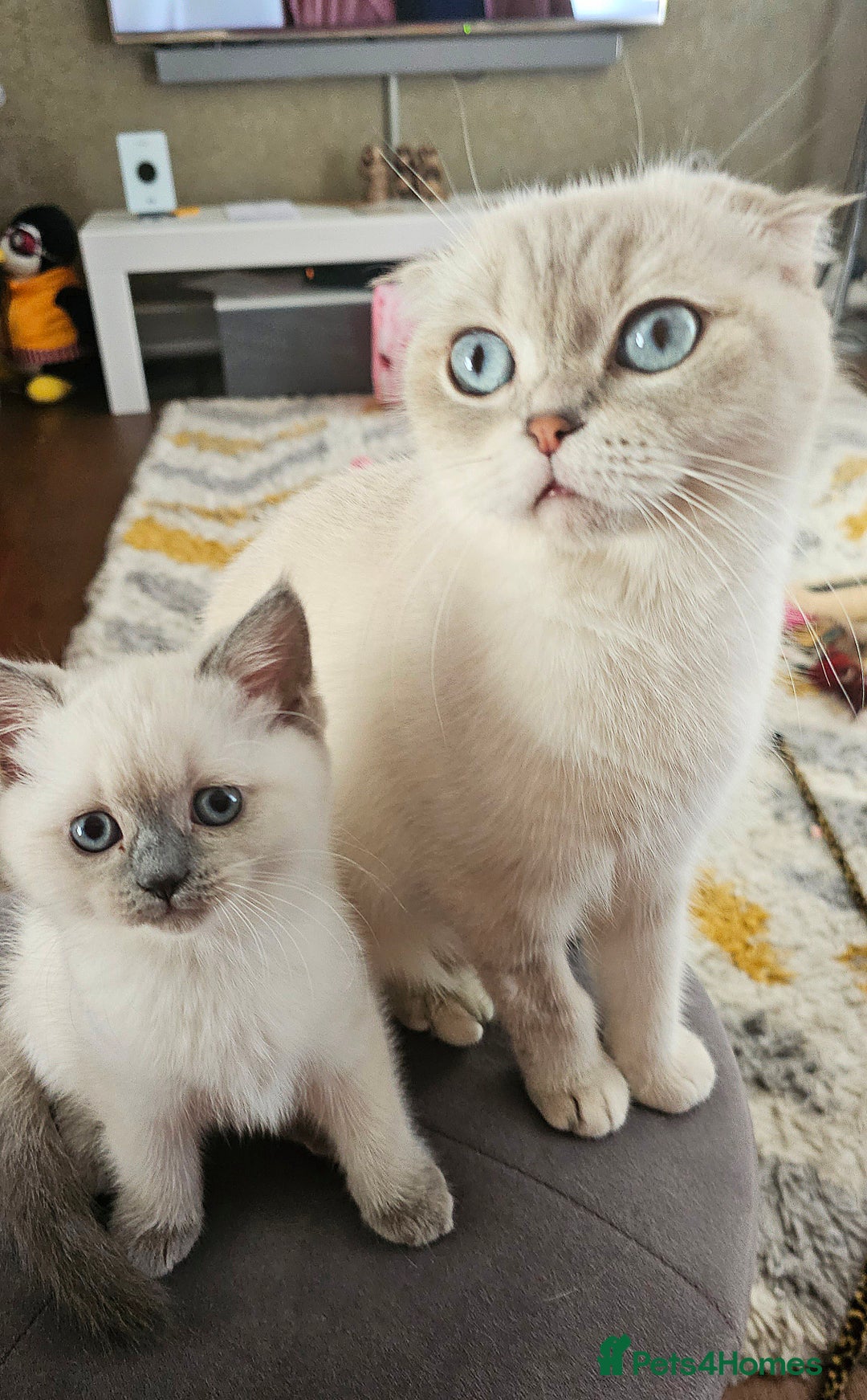 Scottish Fold cats for sale: 😻SF pedigree TICA 😸 READY TO LEAVE😸 - Image 29