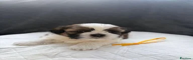 Shih Tzu 2
