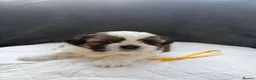 Shih Tzu dogs for sale: Shih Tzu Puppies in Peterborough - Advert 3