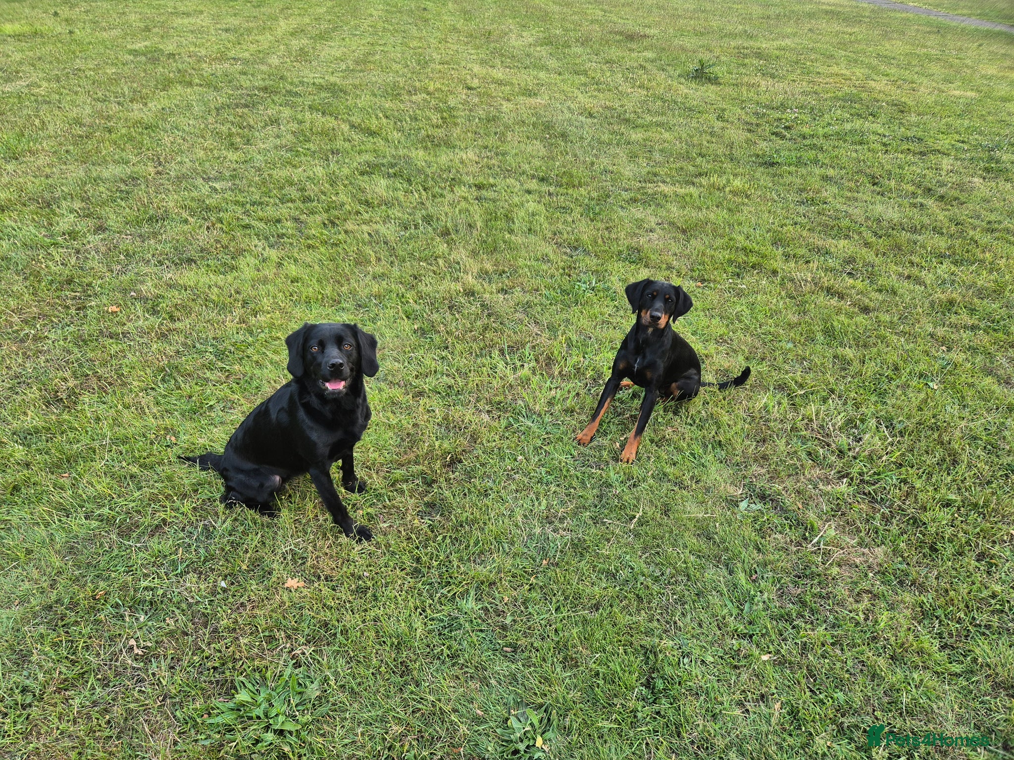 Springador dogs Springador and Dobermann mix for sale - Advert 2