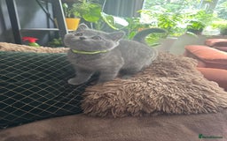 British Shorthair cats for sale: British Shorthair kittens (2 boys) - Image 12