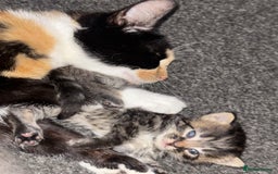 Mixed Breed cats for sale: Gorgeous long haired male female kittens - Image 9