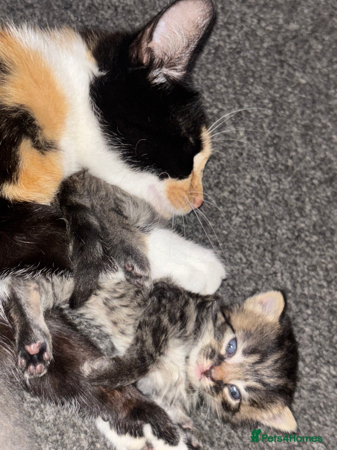 Mixed Breed cats for sale: Gorgeous long haired male female kittens - Image 9