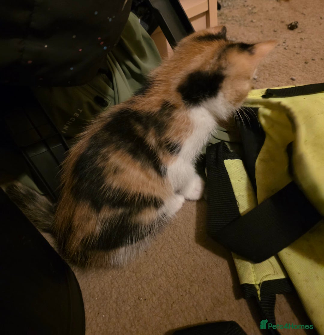 Mixed Breed cats for sale: Adorable longhair and short hair  - Advert 13