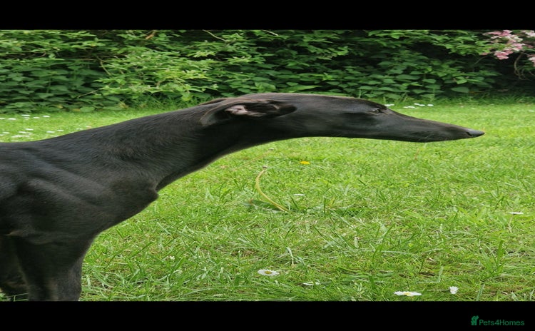 Whippet dogs - Advert 4