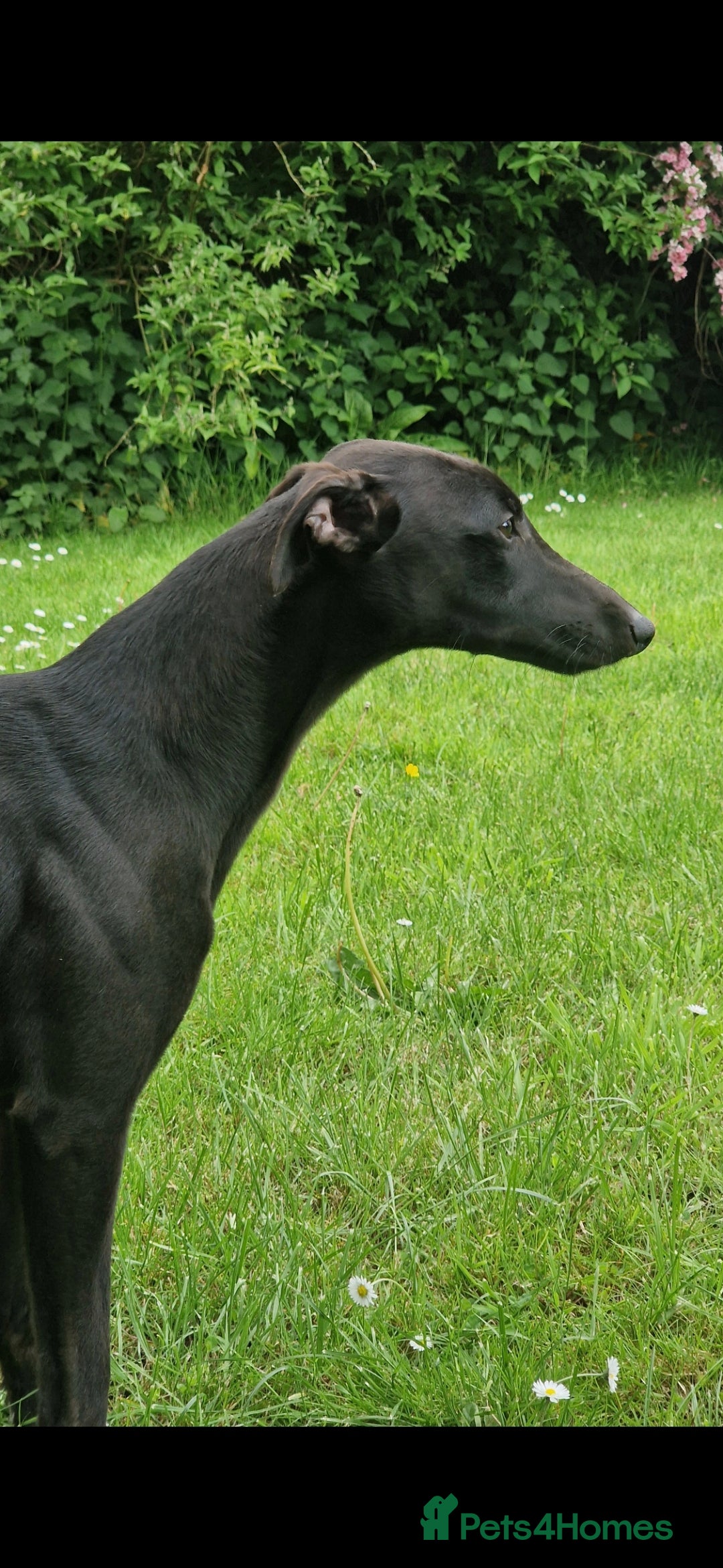 Whippet dogs for sale: Raven & Dobby   kc whippets - Advert 12