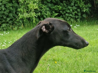 Whippet dogs - Advert 3