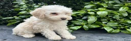 Bordoodle dogs for sale: F1b Bordoodle, extensive genetic test clear  - Advert 3
