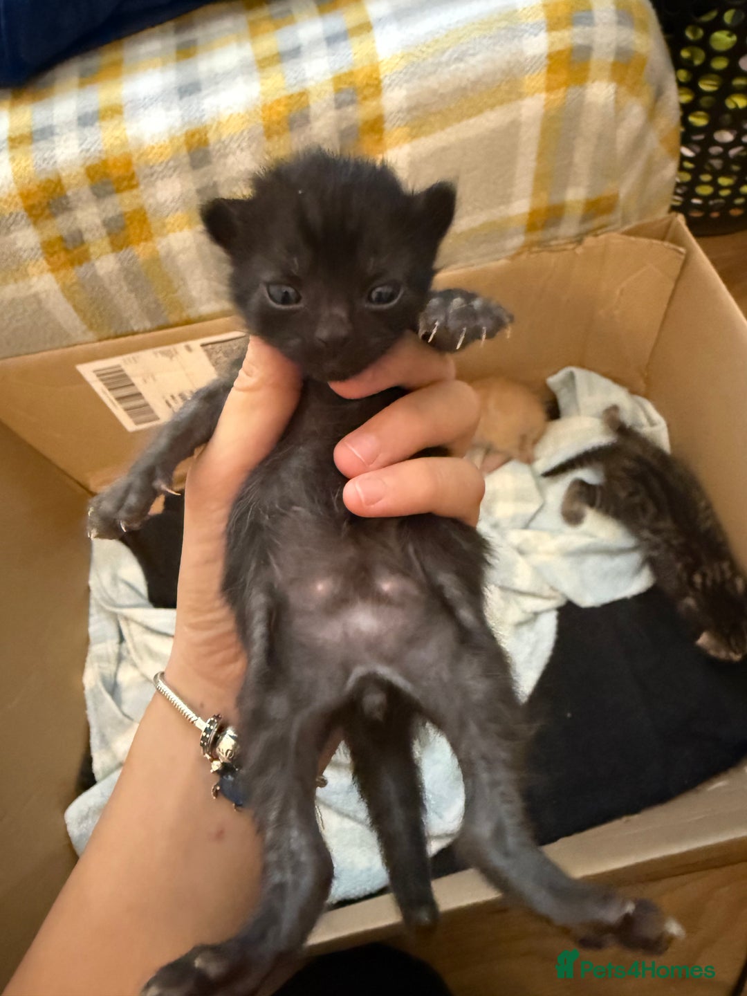 Domestic Shorthair cats for sale: Domestic Shorthair - Image 13