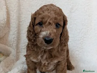 Cockapoo dogs Adorable F1 Cockapoo puppies - Advert 5