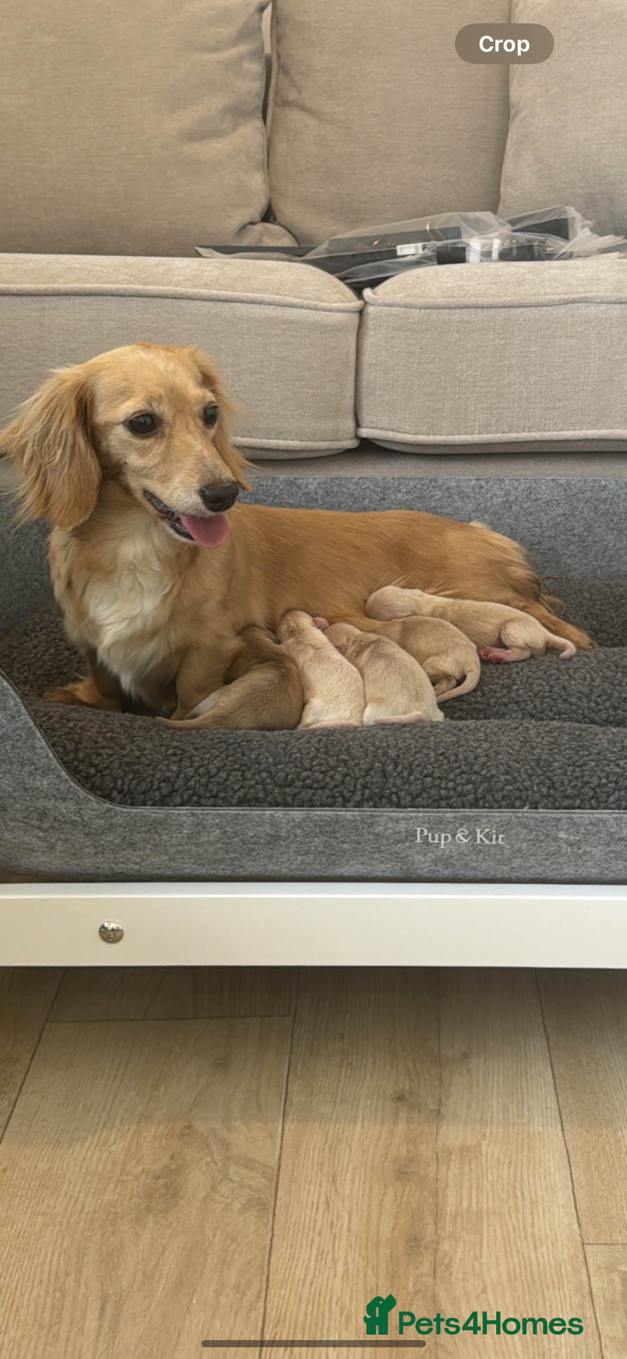 Miniature Dachshund dogs Miniature long hair dachshund puppies  - Advert 1