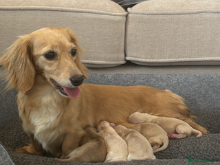 Miniature Dachshund dogs Miniature long hair dachshund puppies - Advert 1