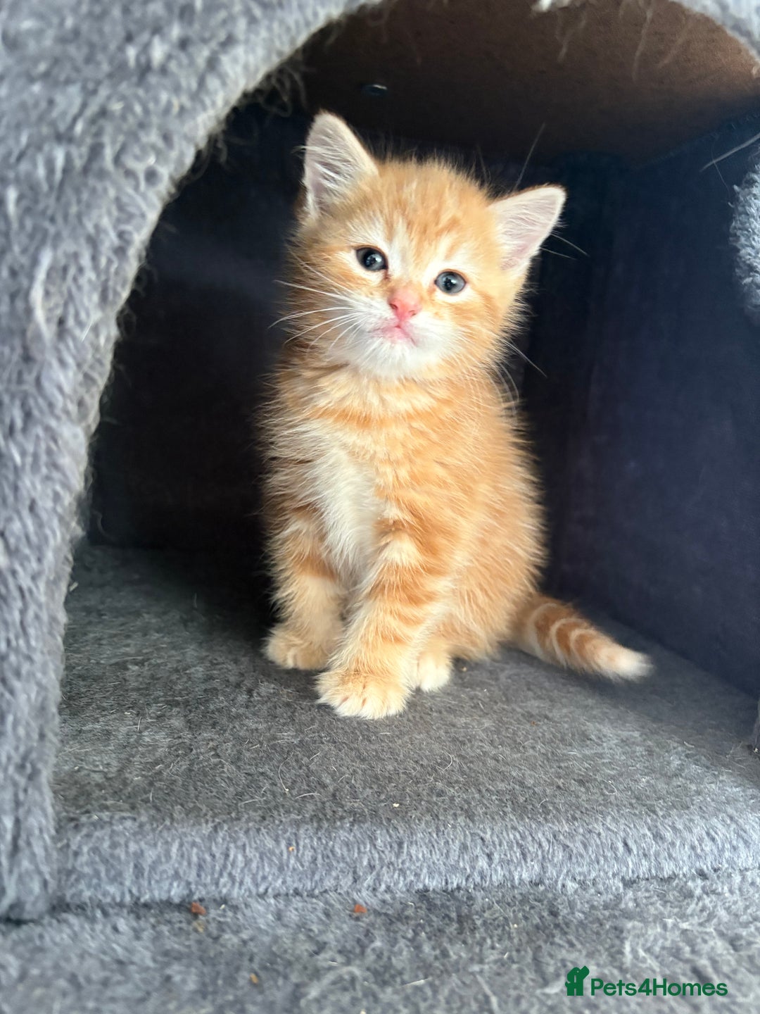 Mixed Breed cats for sale: Adorable fluffy ginger kittens  - Image 17