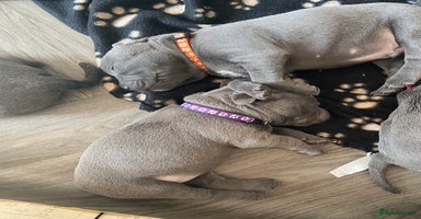 Staffordshire Bull Terrier dogs - Advert 10