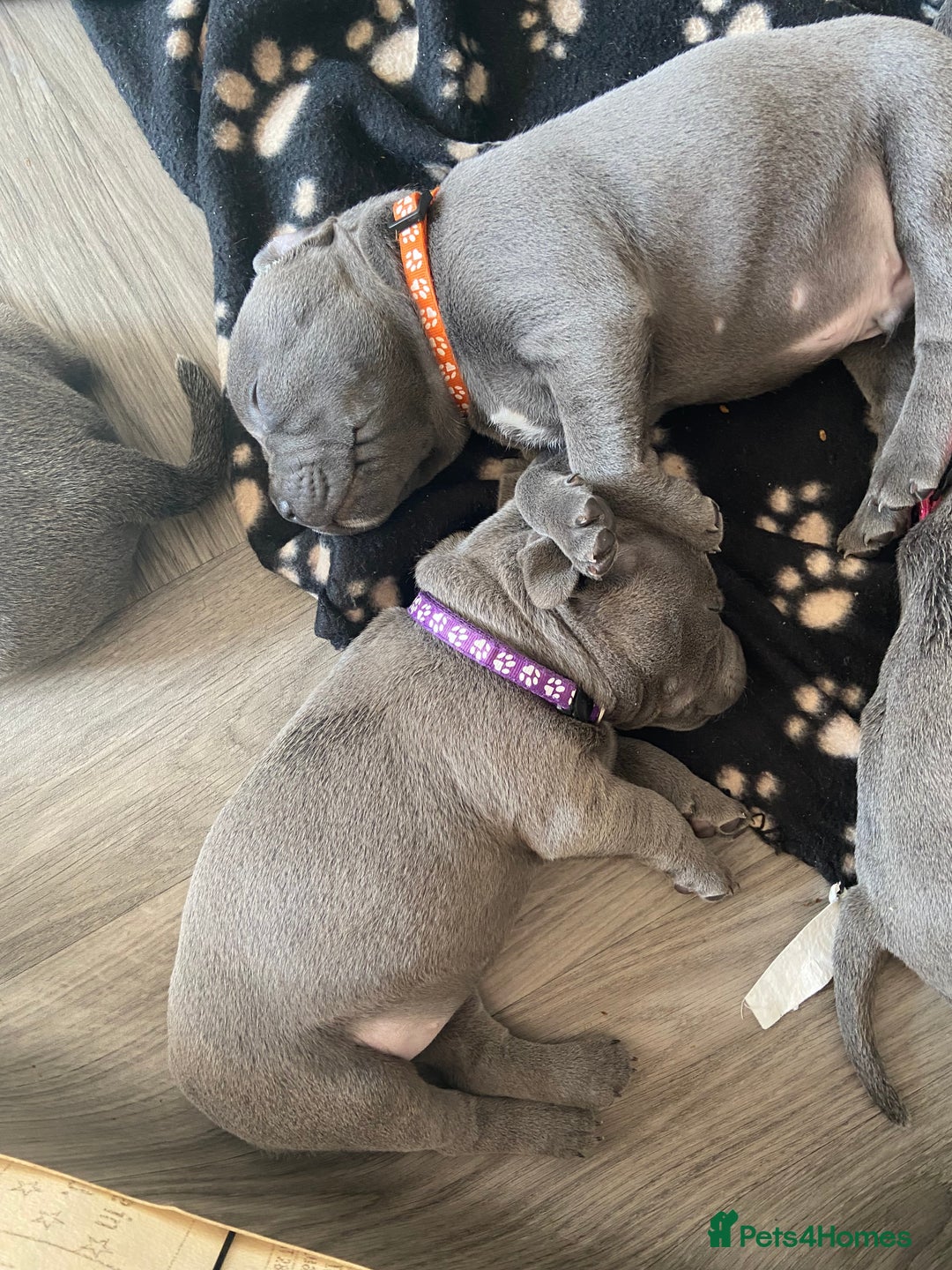 Staffordshire Bull Terrier dogs for sale: solid blues - Image 7