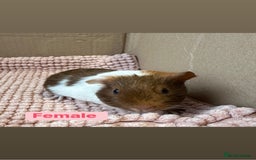 Guinea Pig rodents for sale: Young Guinea pigs  - Advert 10