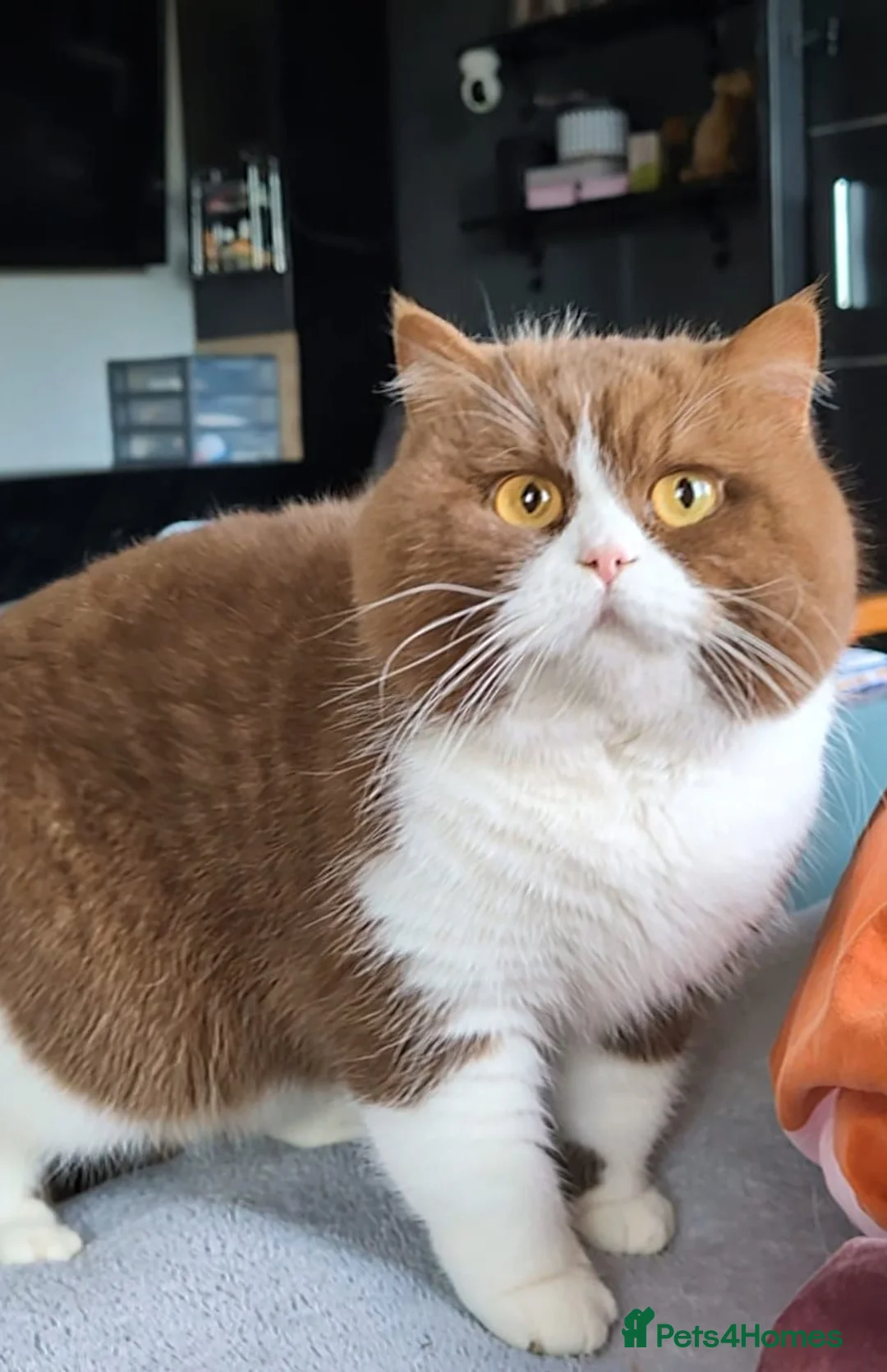 British Shorthair cats for stud: Title: 🏆GCCF & TICA reg🪩BSH CINNAMON BICOLOR - Advert 2