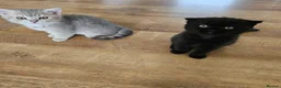 British Shorthair cats for sale: Beautiful British Shorthair kittens - Advert 2