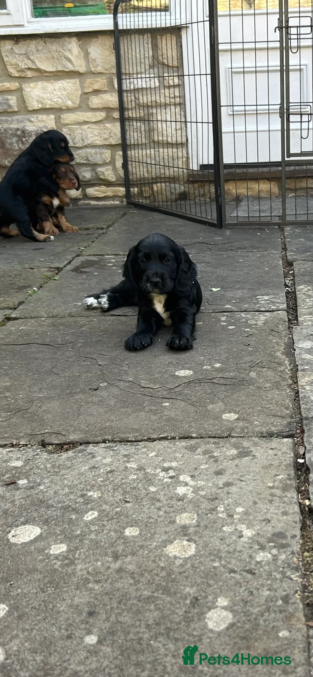 Cocker Spaniel dogs for sale: Working Cocker Spaniel last puppy male - Advert 2