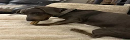 Miniature Dachshund dogs for sale: Male miniature dachshund  - Advert 6