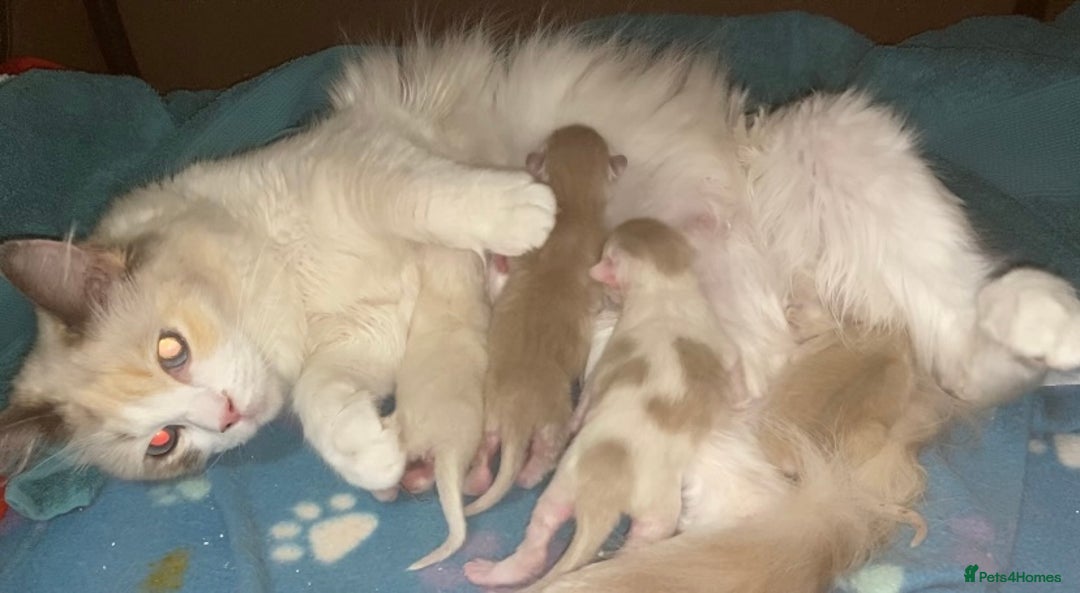 Ragdoll cats for sale: TICA ragdolls cherubim mink sepia solid tabby - Advert 6