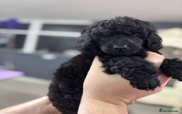 Miniature Poodle dogs for sale: Miniature poodle puppy’s  - Advert 1
