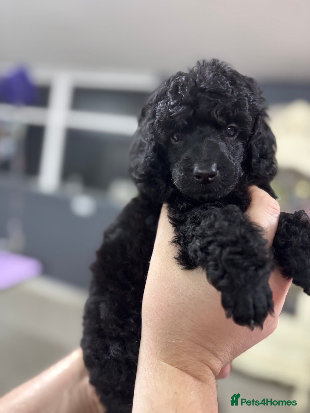 Miniature Poodle dogs for sale: Miniature poodle puppy’s  - Advert 1