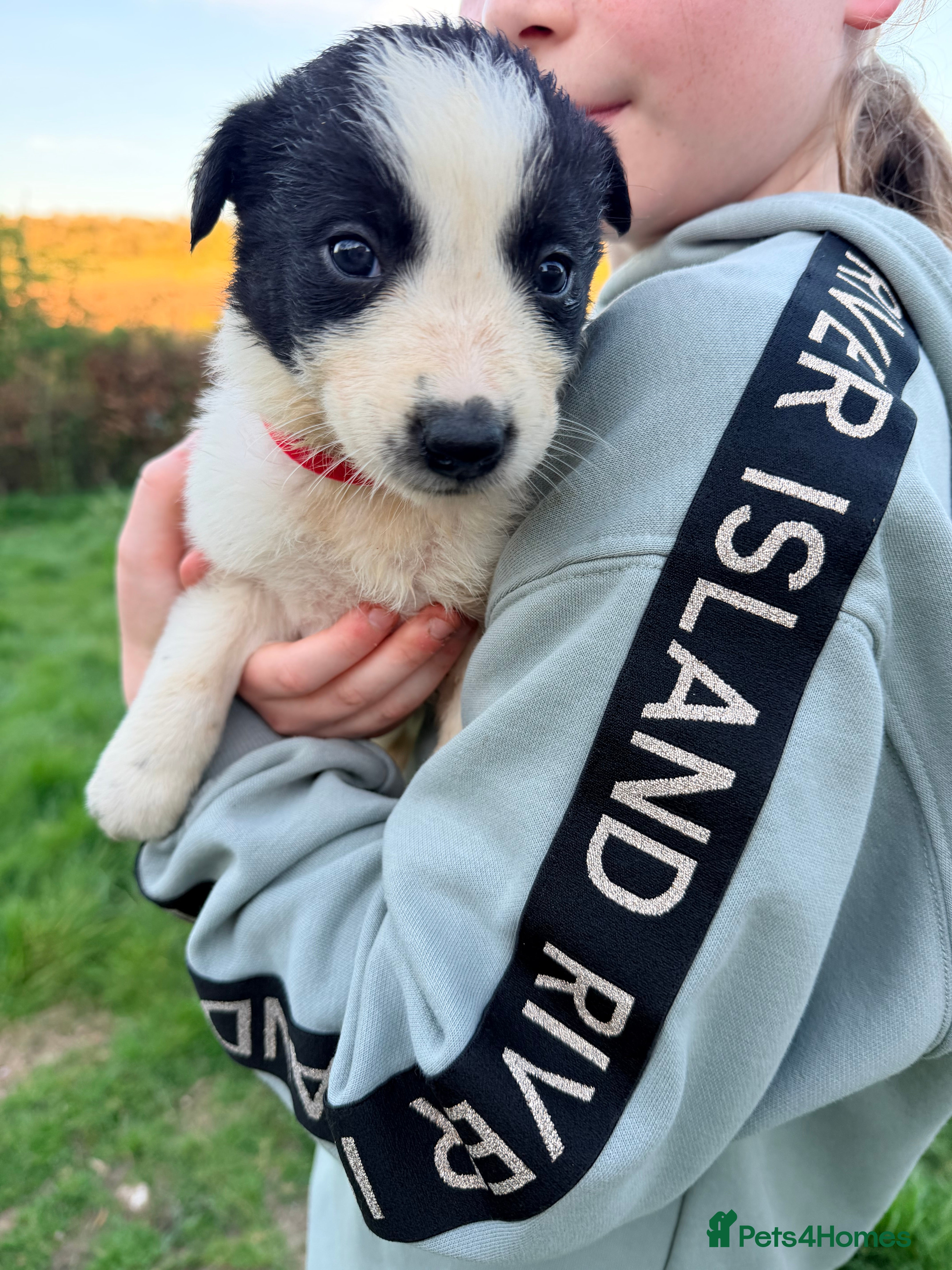 Border Collie dogs Gorgeous litter of Border Collie Puppies  - Advert 2