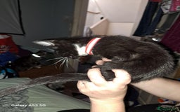Savannah cats for sale: Savanah  in Spalding - Image 18