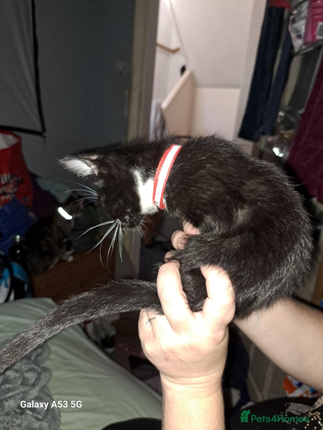 Savannah cats for sale: Savanah  in Spalding - Image 18