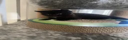American Shorthair cats for sale: Beautiful female kitten - Advert 5