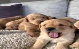 Labradoodle dogs for sale: Red/Apricot Health Tested Miniature Labradoodles - Image 4
