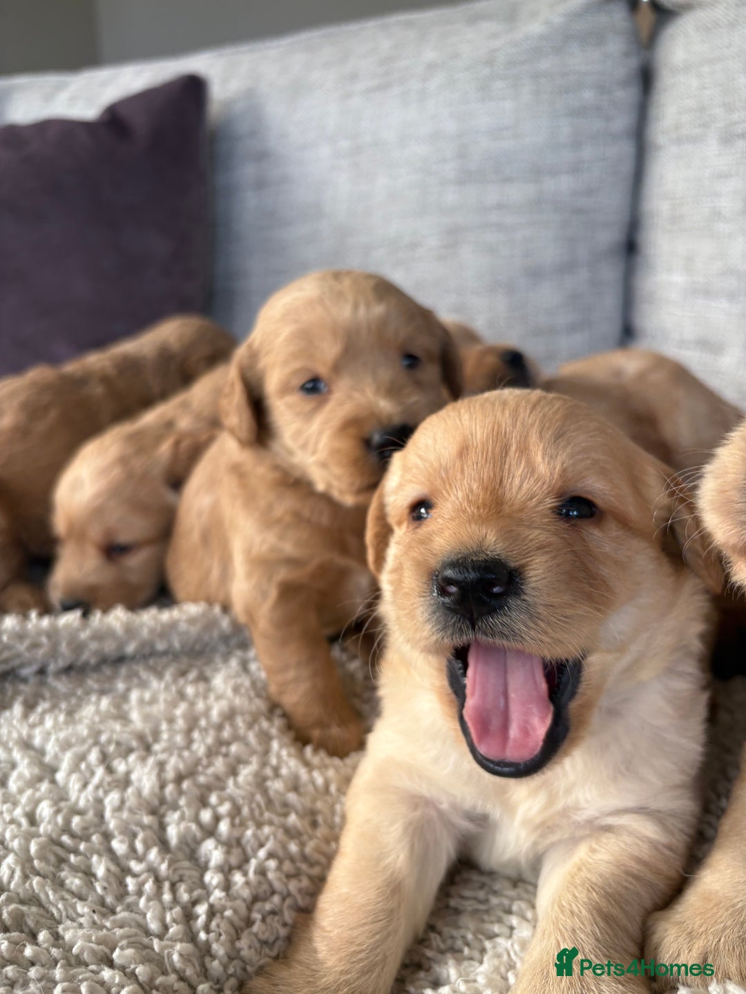 Labradoodle dogs for sale: Red/Apricot Health Tested Miniature Labradoodles - Image 4