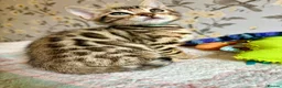 Bengal cats for sale: *READY NOW* Bengal Kittens - Advert 2
