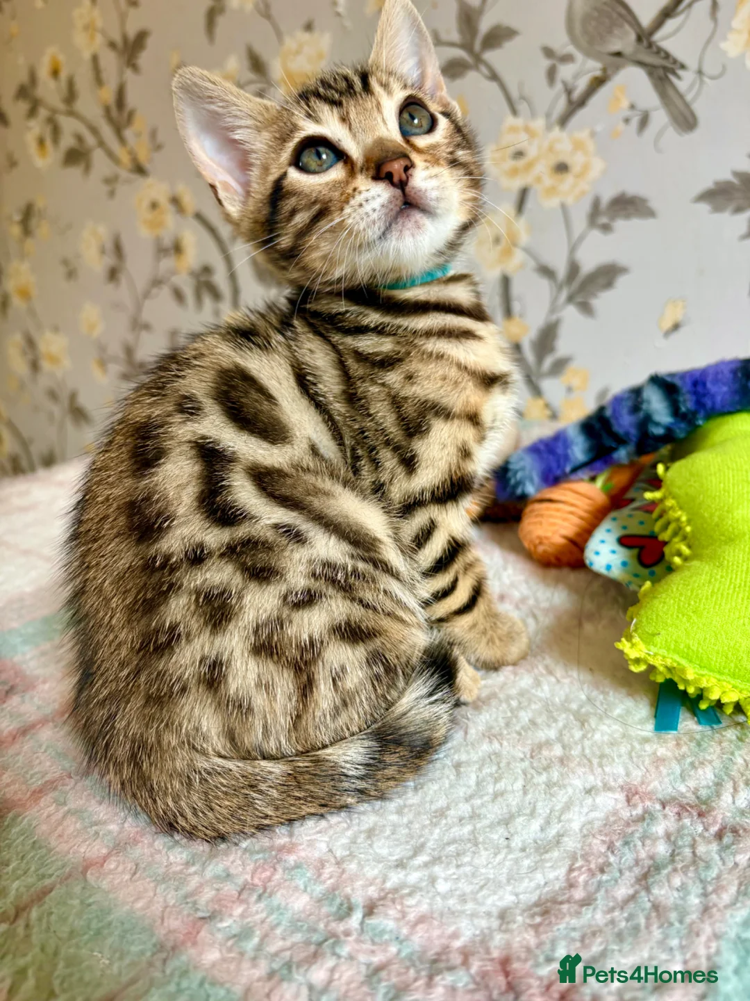 Bengal cats for sale: *READY NOW* Bengal Kittens - Advert 2