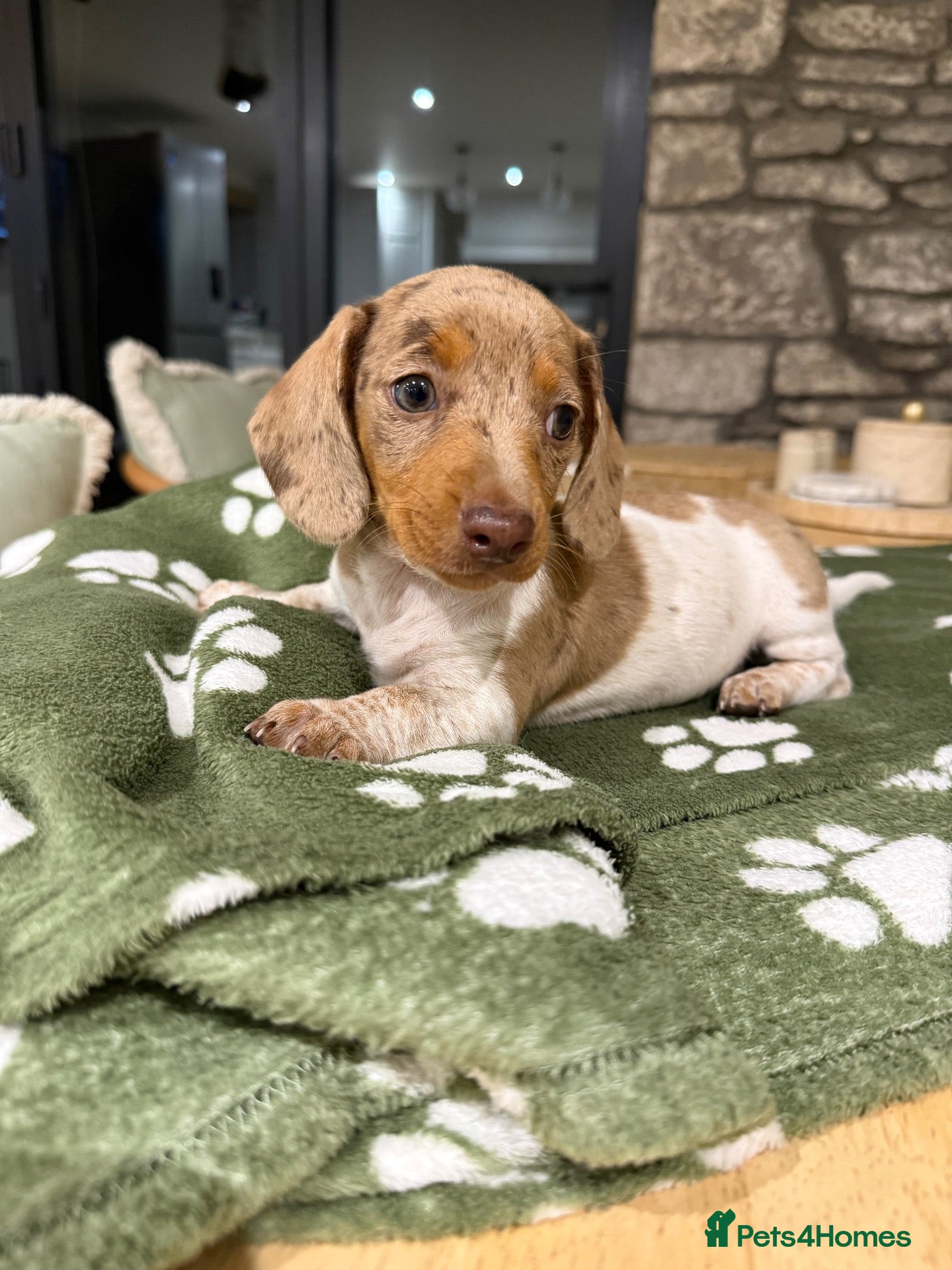 Miniature Dachshund dogs 3 of the most gorgeous Miniature Dachshunds - Advert 2