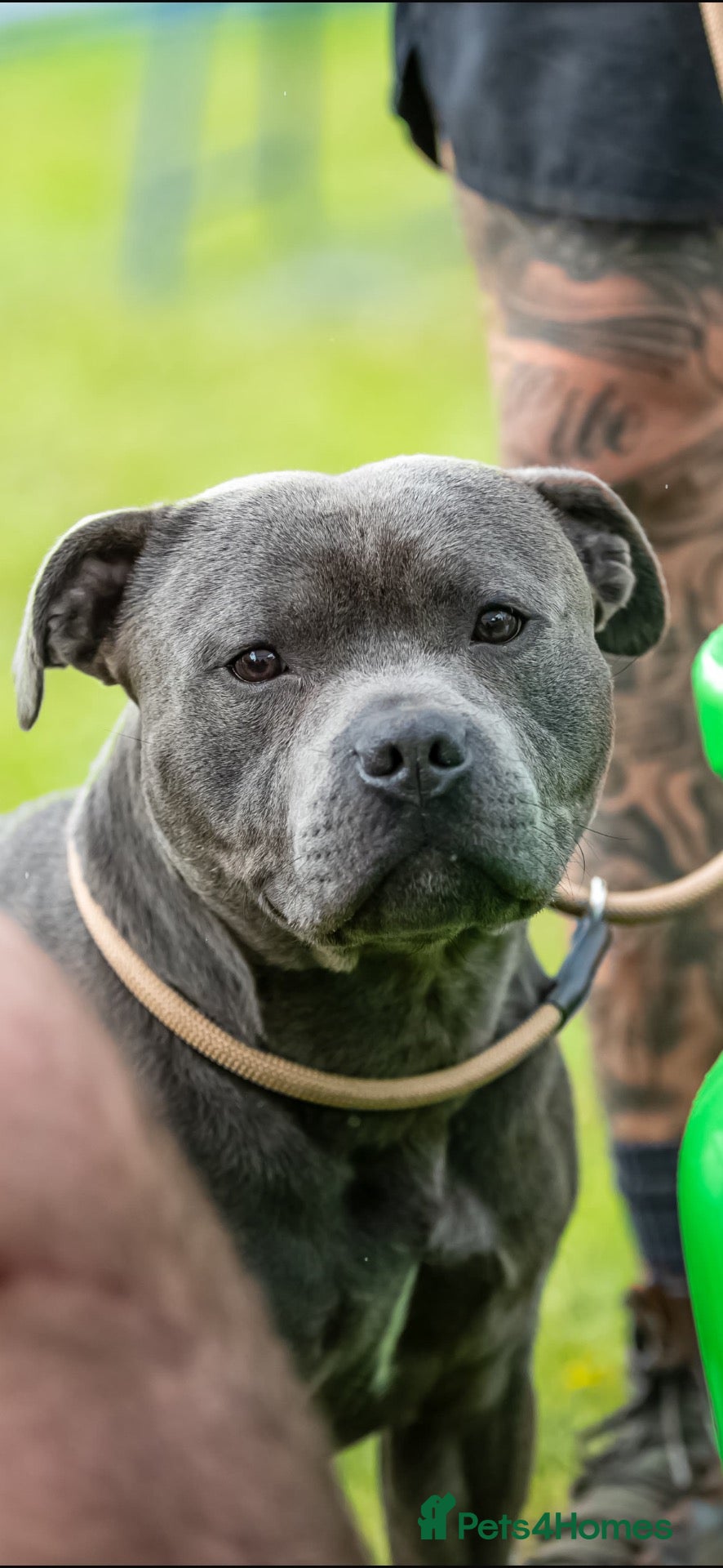 Staffordshire Bull Terrier dogs Bear/blue Staffordshire bull terrier - Advert 1