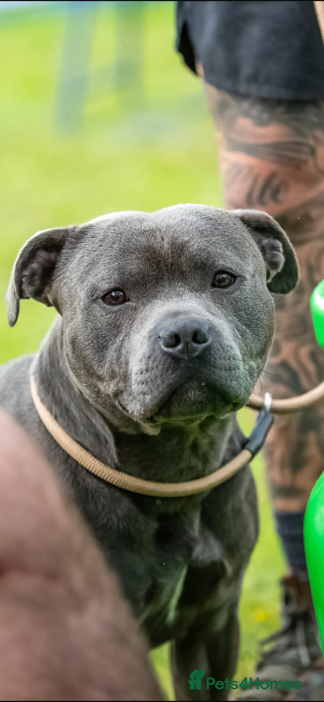 Staffordshire Bull Terrier dogs for stud: Bear/blue Staffordshire bull terrier - Advert 1