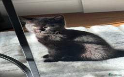 British Shorthair cats for sale: Fluffy Chocolate British Shorthair Kittens 🐾 - Image 32
