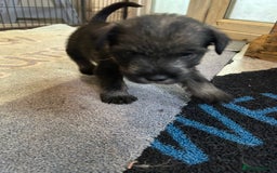 Schnauzer dogs for sale: Standard schnauzer pepper & salt KC reg vet check - Image 1