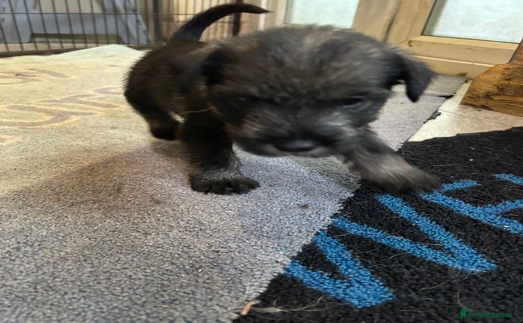 Schnauzer dogs - Advert 1
