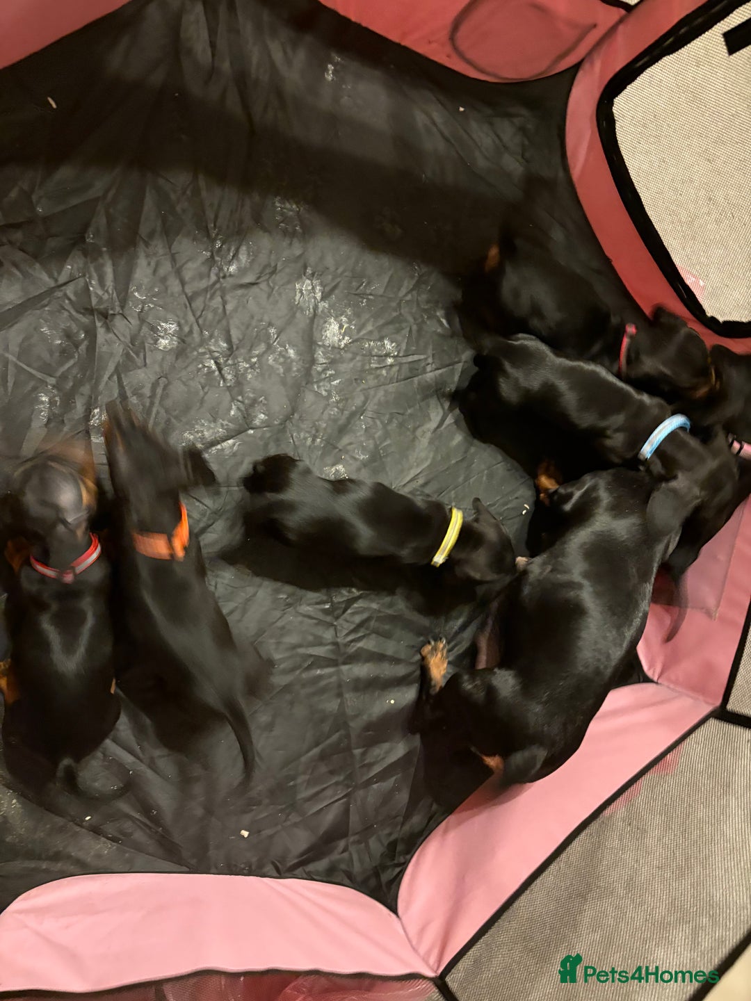 Miniature Dachshund dogs for sale: Miniature dachshund  - Image 2