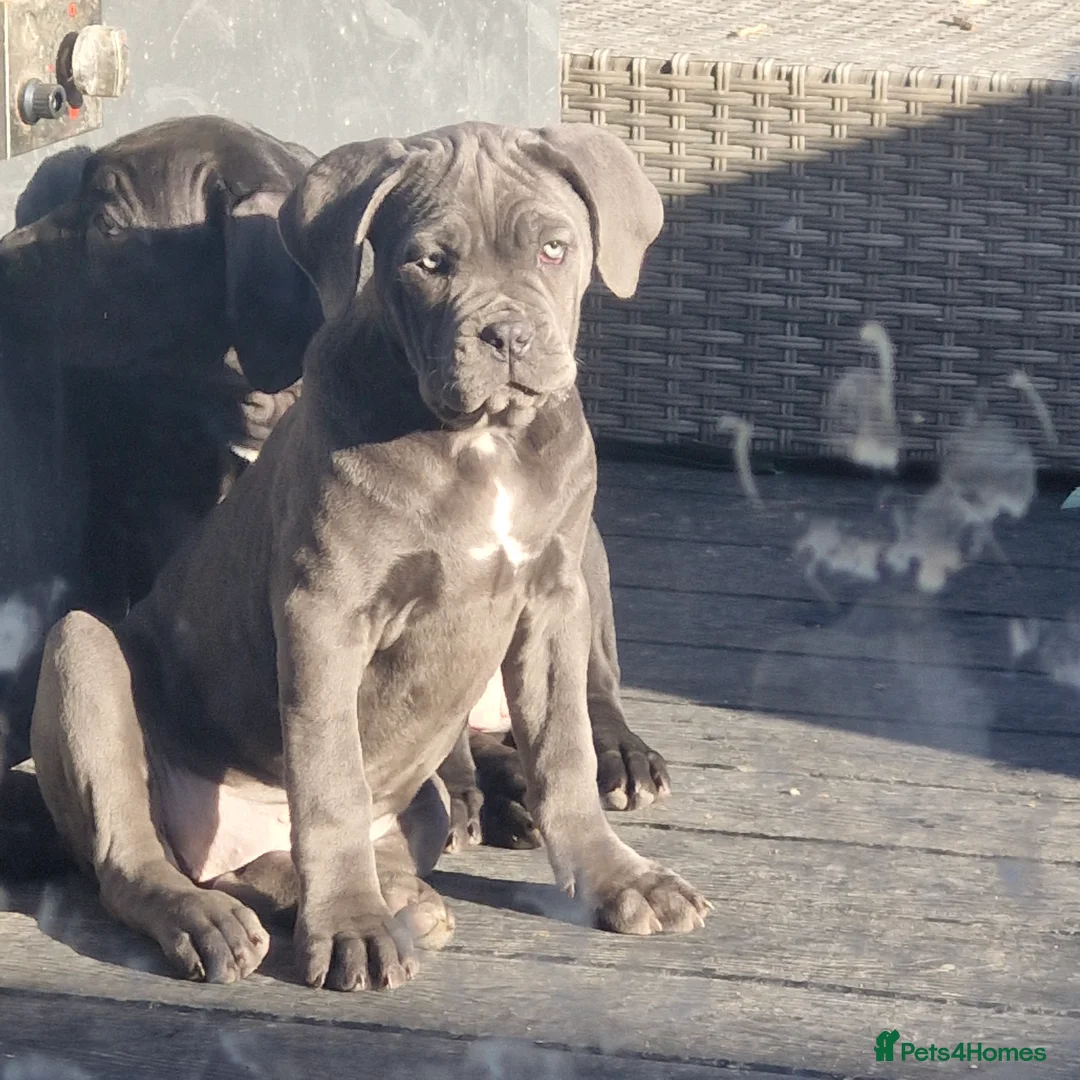 Cane Corso dogs for sale: EXCEPTIONAL PEDIGREE!! ONE BLUE GIRL AVAILABLE!! - Advert 26