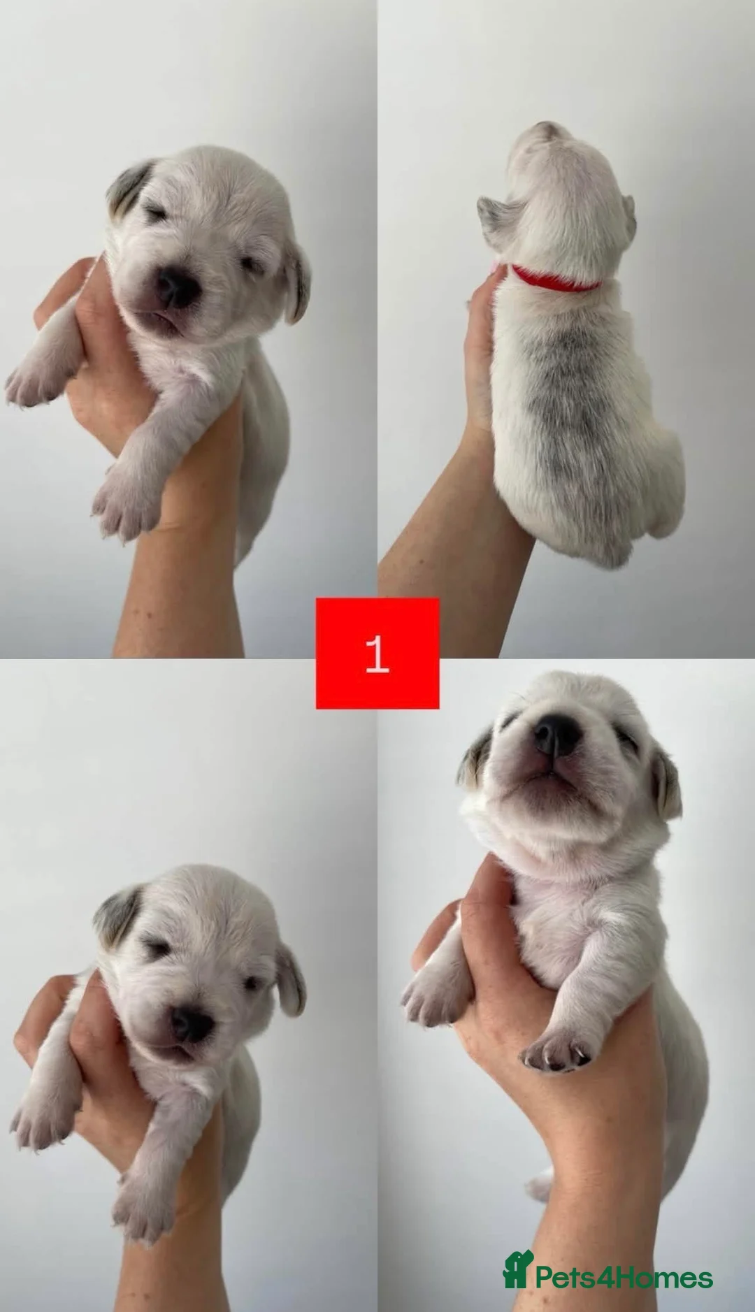 Mixed Breed dogs for sale: Westie X Cocker Spaniel - Advert 7