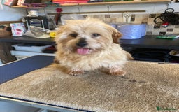 Norfolk Terrier dogs for stud: Meet cowboy in Maidstone - Image 6