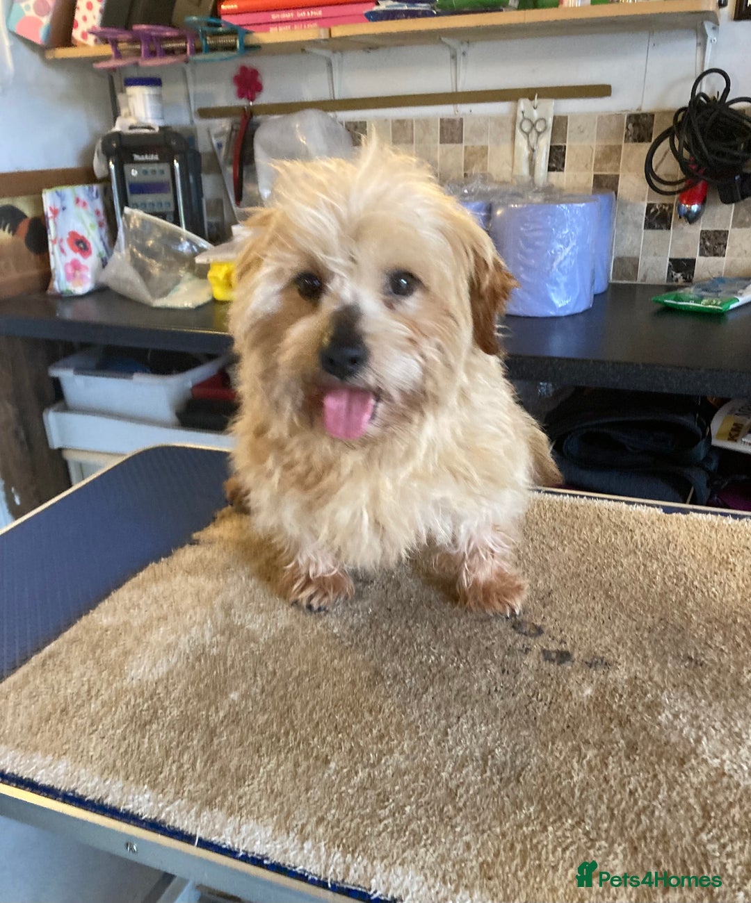 Norfolk Terrier dogs for stud: Meet cowboy in Maidstone - Image 6