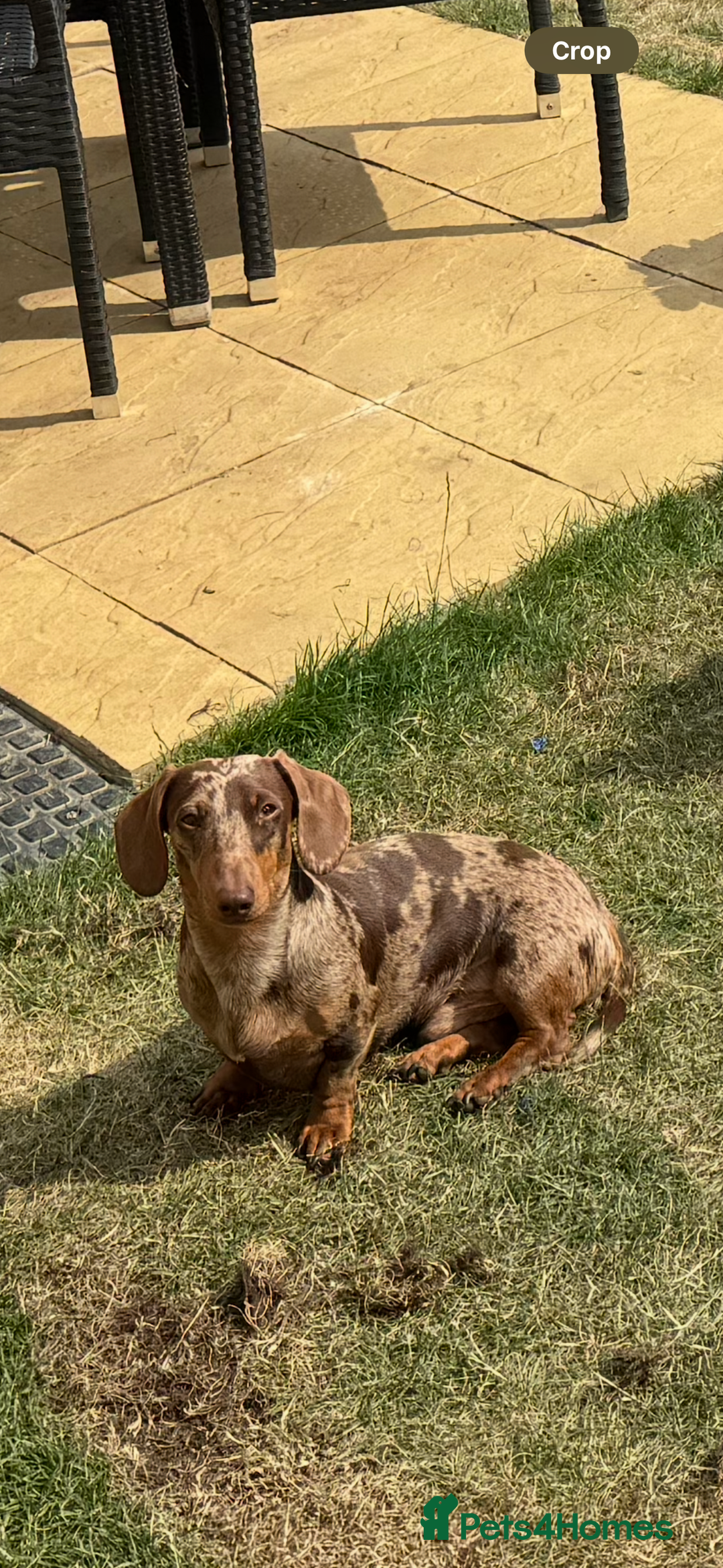 Miniature Dachshund dogs for stud: Miniature dachshund Rolex - Advert 5