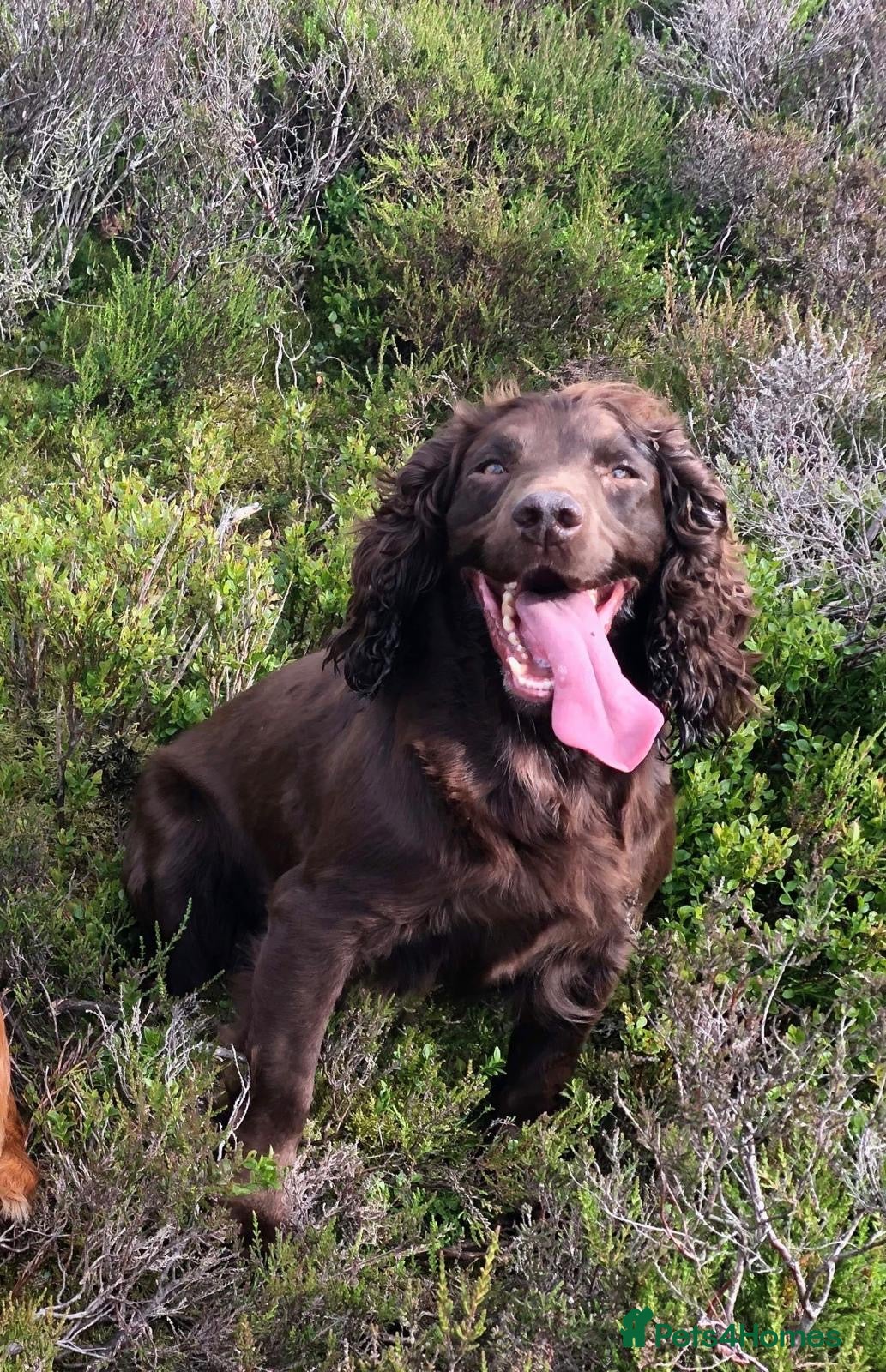 Cocker Spaniel dogs Cocker spaniel puppy’s  - Advert 2